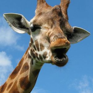 SamAllsopp's avatar